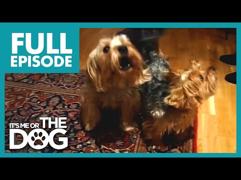 Dognapped Terriers Returned as Aggressive Nightmares! 😱 | FULL EPISODE | It's Me or the Dog