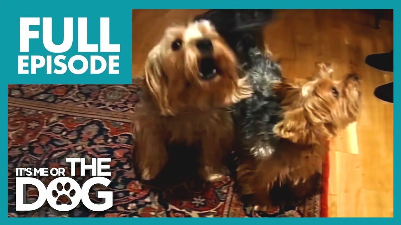 Похищенные терьеры вернулись в виде агрессивных кошмаров! 😱 | ПОЛНАЯ СЕРИЯ | Либо я, либо собака