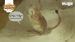 (※ rare video) Kangaroo rat shower after a day's work