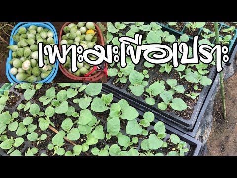 วิธีเพาะมะเขือเปราะ | How to cultivate Thaieggplant in containers.EP01#2019/02/04