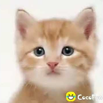 Cocofun si kucing comel