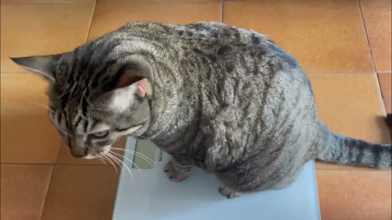 How to Weigh a Cat on a Scale YouTube