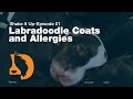 Labradoodle Coats and Allergies | Shake It Up Litter Ep01