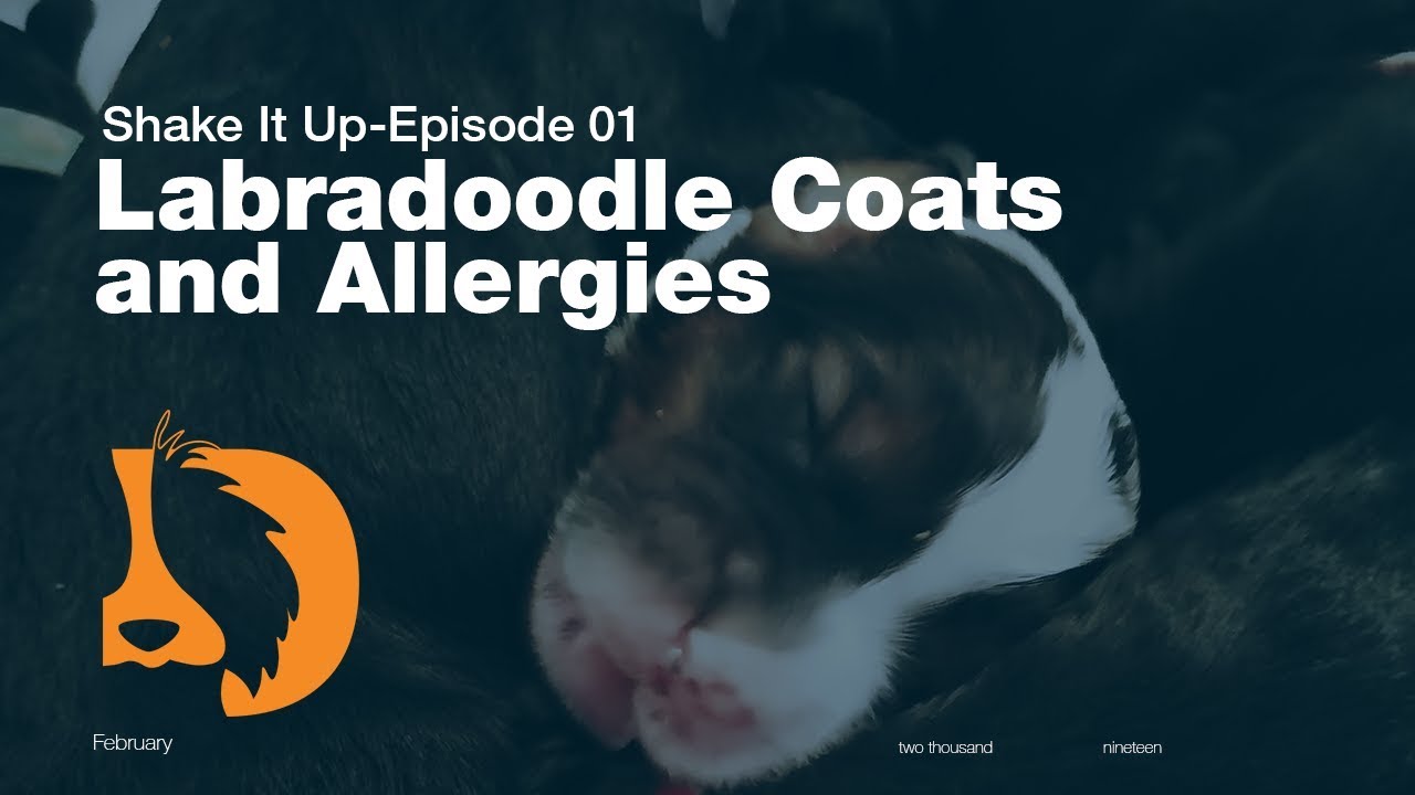 Labradoodle Coats and Allergies Shake It Up Litter Ep01 YouTube