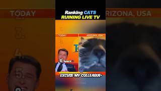 Ranking CATS RUINING LIVE TV! 🐱📺