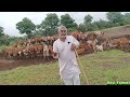 नई गौशाला कैसे खोले //How to open new Desi cow  Gaushala// #cow #animals