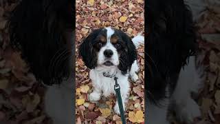 Talking Cocker Spaniel 😁