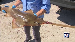 South Florida men arrested, caught with protected smalltooth sawfish