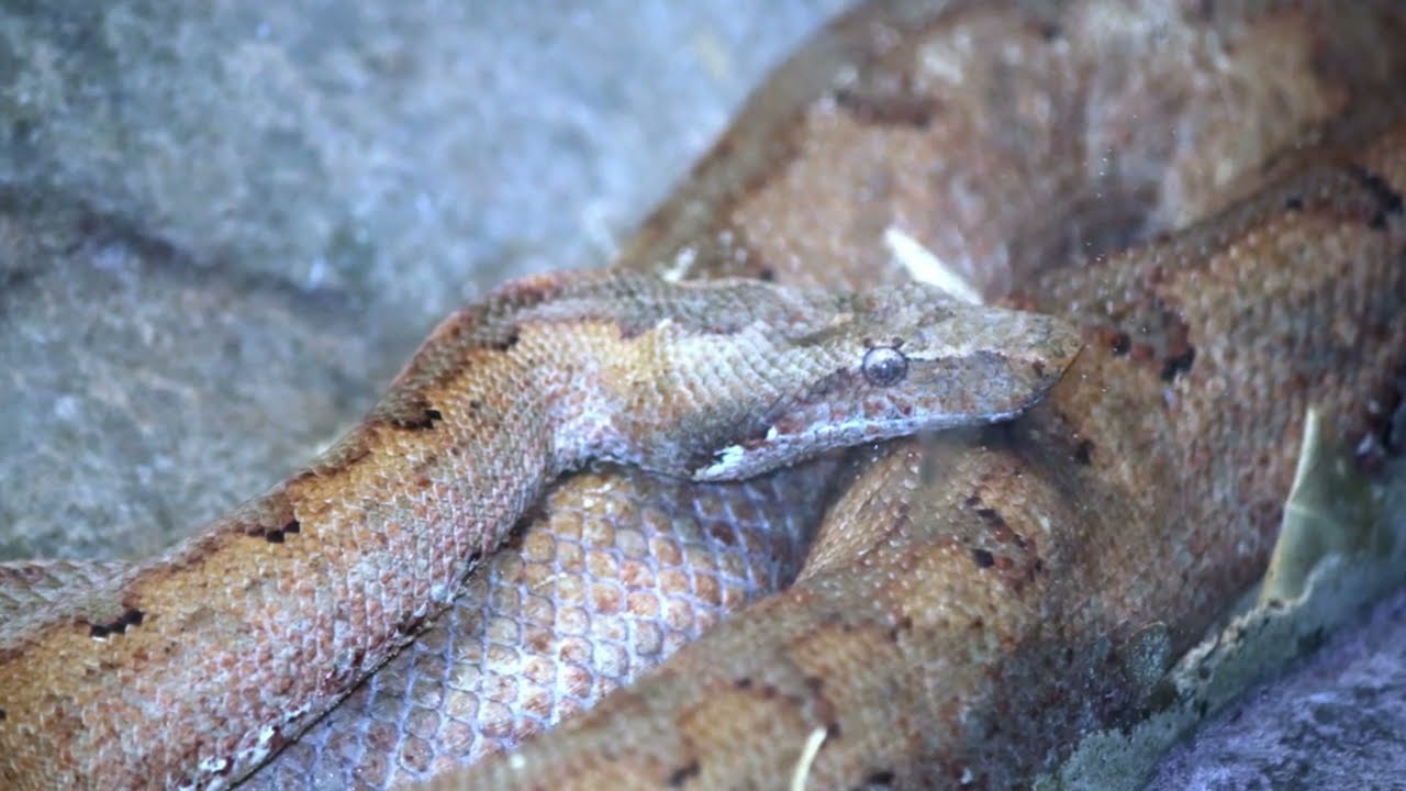 pacific ground boa / australia