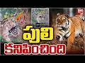 డ్రోన్లో పులి కనిపించింది | Special Tiger Operation Continues in Rampachodavaram | Pawan Kalyan