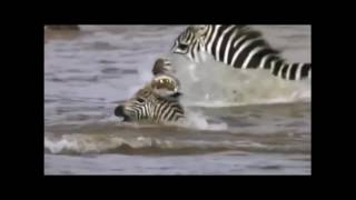 Wildlife War 2016 Crocodile Vs Zebra Crocodile Eating Zebra Alive Crocodile Attack Zebra Wildebeest
