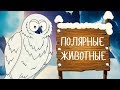 ПОЛЯРНЫЕ ЖИВОТНЫЕ! Учим животных - развивающие мультики для детей на русском