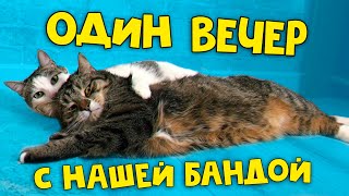 Один Вечер С Нашими Домашними Животными / Sani Vlog