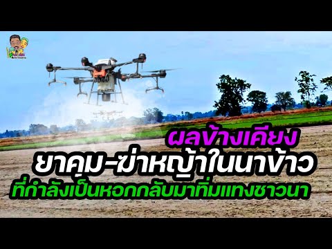 ภัยร้าย/ผลข้างเคียงยาคุม-ฆ่าหญ้าในนาข้าวที่ชาวนาทั่วไปไม่อยากรู้