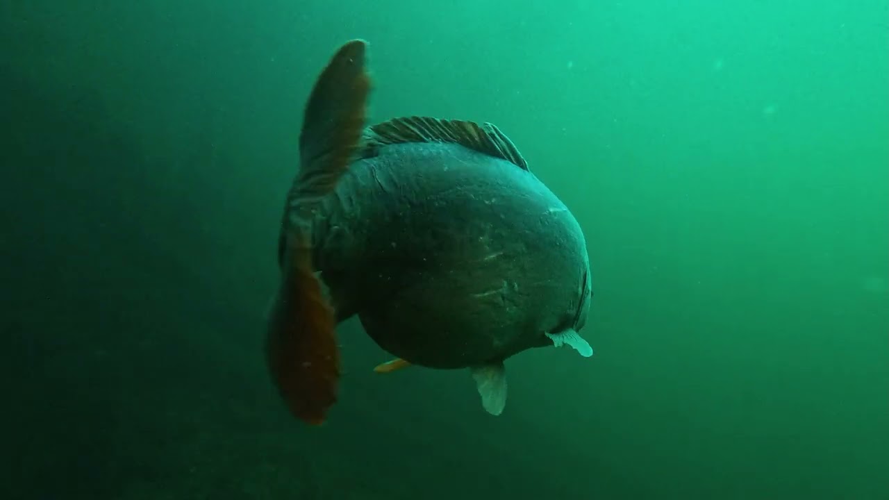 BARGES à Tournai en petite profondeur a voir  9 minutes  tant que c'est claire faut  en abuser