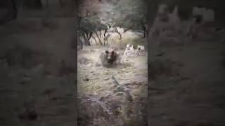 Javali Ataca Peão Na Fazenda