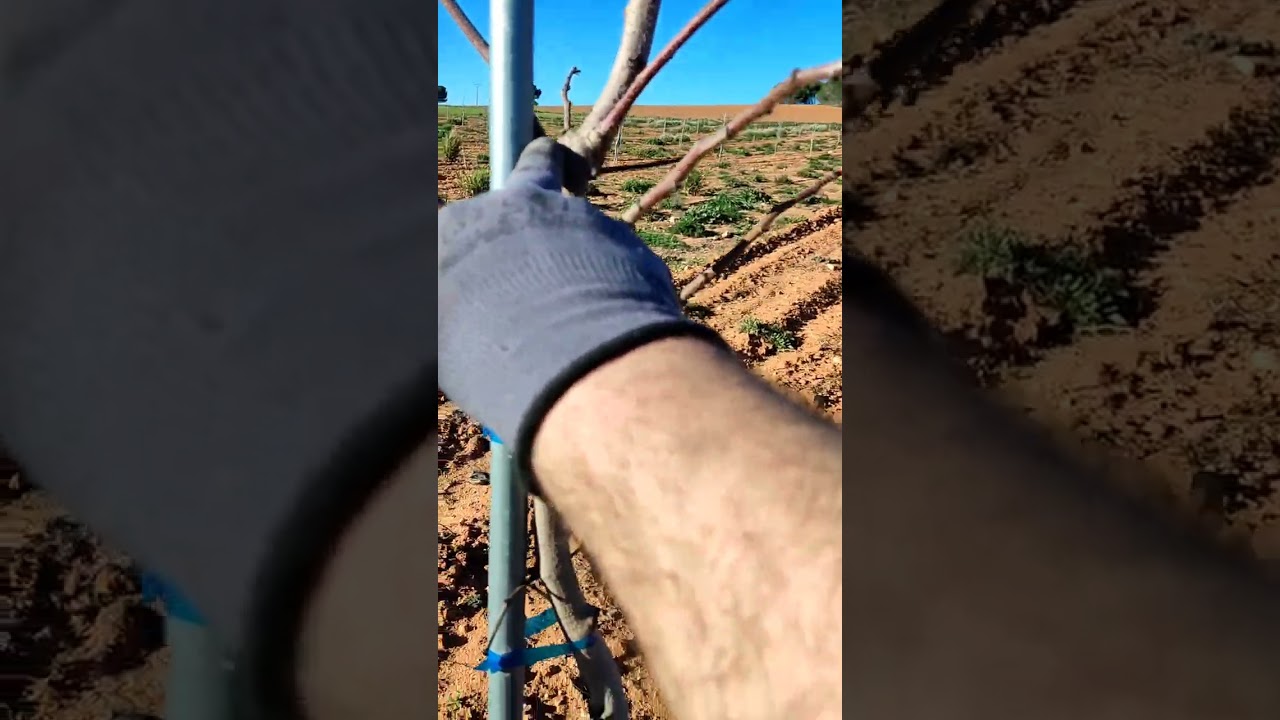 Poda Pistacho Sirora - C-special Plantación injerto en campo