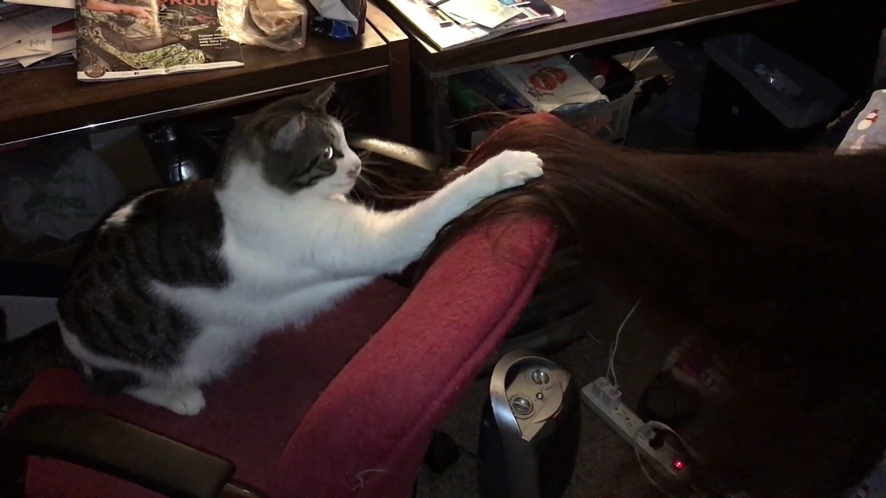 Cat playing with Long Hair