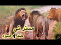 معركة الاسد مستر تي ضد 4 اسود سيلاتي ميل فيديو