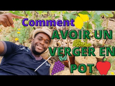 Comment avoir un beau verger en pots ?