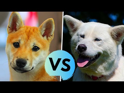 Akita Inu vs Shiba Inu Difference