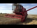 Koszenie pszenicy ozimej (Tobak 8t/ha)  kombajn Bizon Z056 / Mowing winter wheat (Tobak 8t/ha)