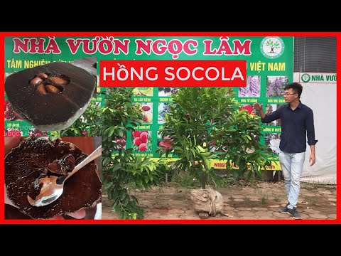 Video Cây Hồng Socola Và 10 Loại Cây Ăn Qủa Độc Lạ Đáng... - youtube