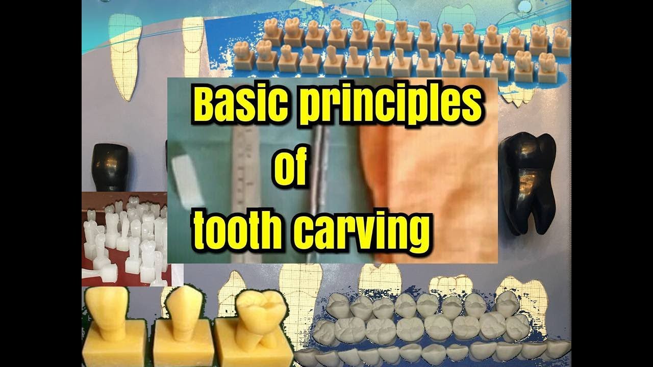 Tooth Carving - Basic Tutorial - YouTube