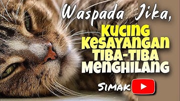 WASPADA JIKA, KUCING KESAYANGAN TIBA-TIBA MENGHILANG