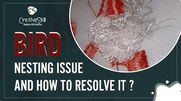 Bird Nesting Issue And How To Resolve It | Cre8iveSkill