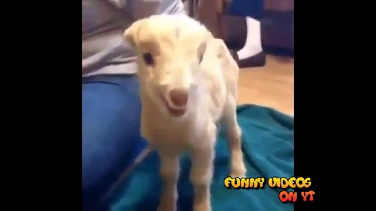 Funny Vines Compilation / Talented Animals / Funny Animals #1