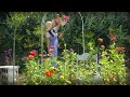 #98. 가을맞이 선물같은 그 꽃 ! 100일간 핀다는 40대 시골녀의 최애꽃이 피었습니다 ㅣ백일홍 키우기&삽목 ㅣ봉선화&채송화ㅣ몬타나 으아리 덩굴 아치 설치