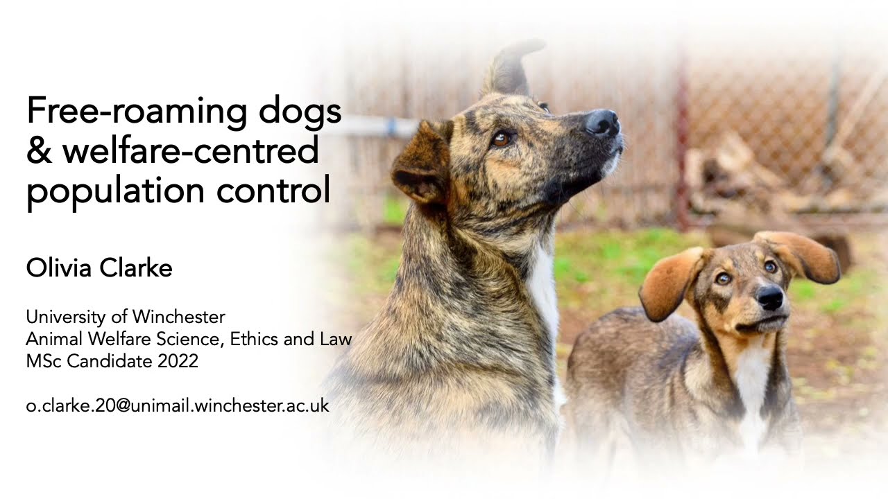 Free-roaming dogs and welfare centred population control