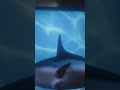 SpongeBob intro fandub IRIB poora 2025 redubbed version