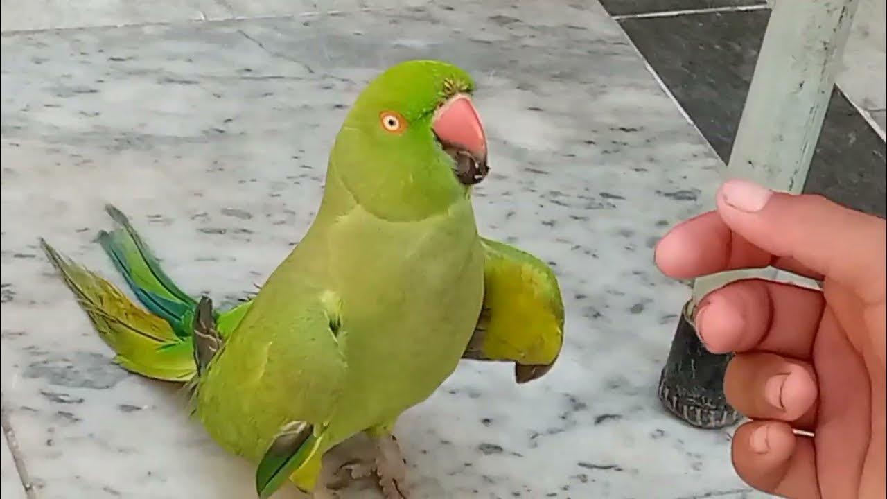 cute talking green parrot talking love 🥰😅 parottalkingvlog5 parrot