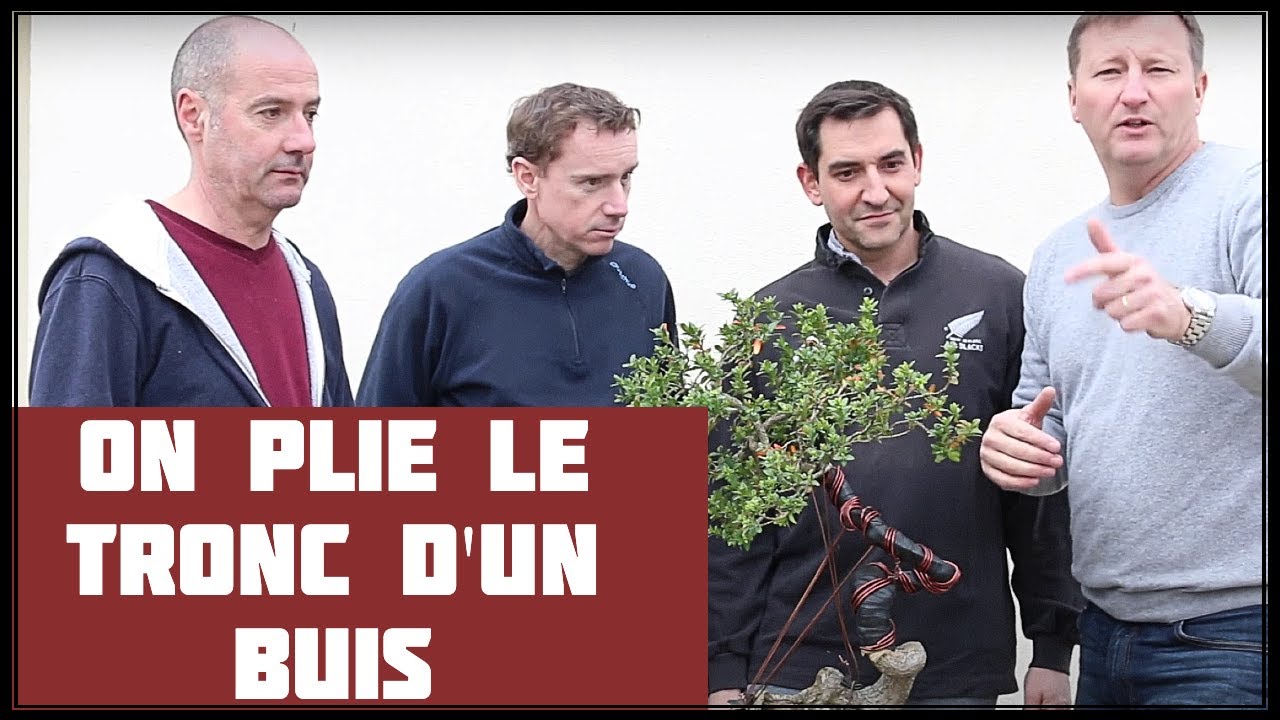 PLIAGE DU TRONC D'UN BUIS 🌱 NEJIKAN BONSAI 🌱