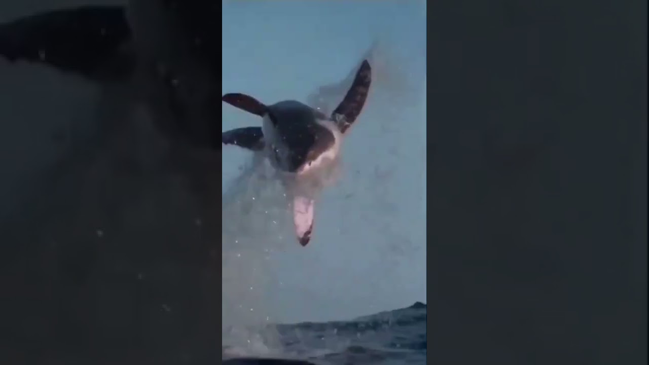 🦈 BRUTAL ataque de TIBURÓN BLANCO 6. BRUTAL WHITE SHARK attack 6. 