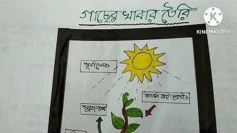 Macro lesson plan EVS