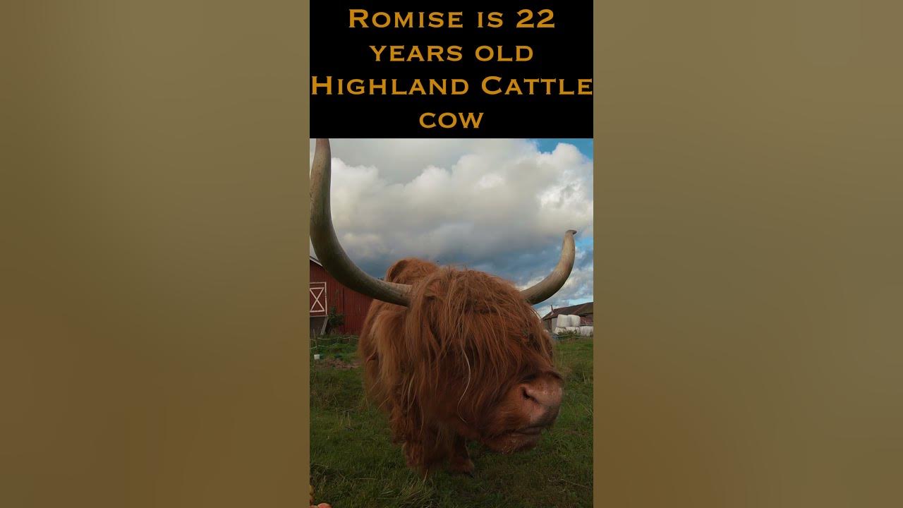 Scottish Highland Cows: A Unique Cattle Breed - Melissa K. Norris