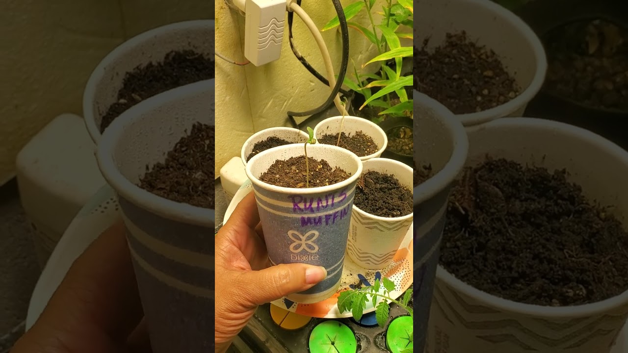 S1:E1 - New Begginings