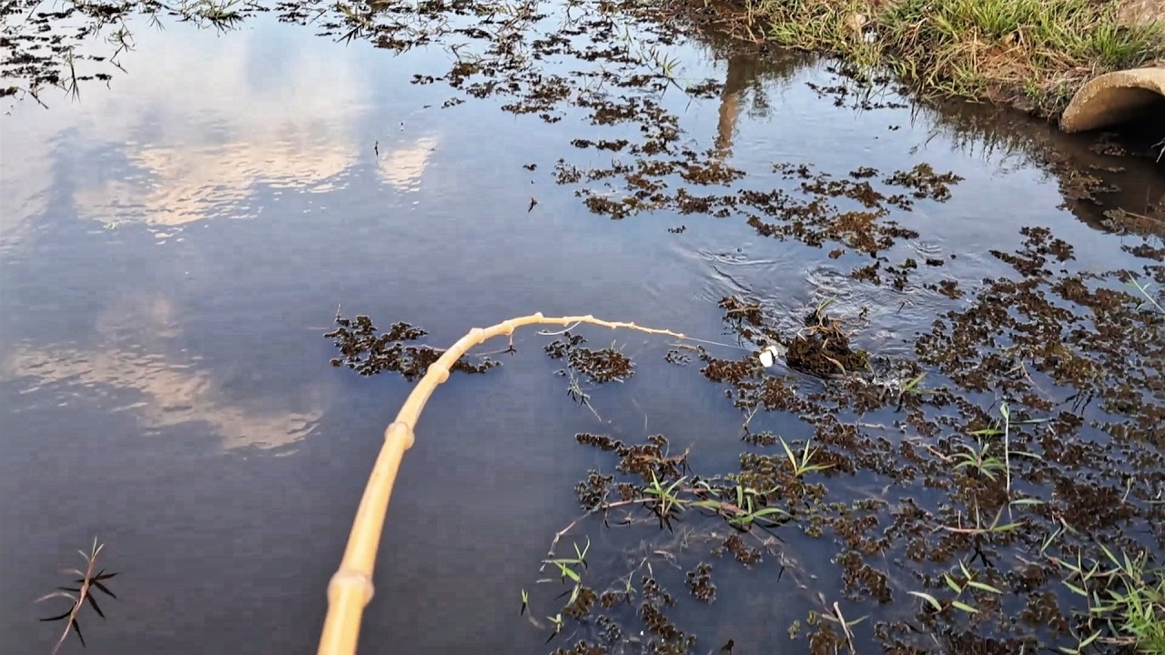 Pescaria caipira, eu sabia que na boca da manilha sempre têm gigantes!