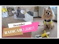 【ポメチワ】12月のラディカさん購入品紹介【犬の洋服】