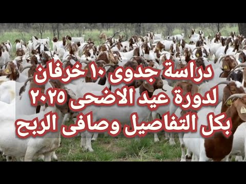 دراسة جدوى لتسمين ١٠ خرفان فى ٦٠ يوم من ارض الواقع وسيبك من الدراسات الوهمية