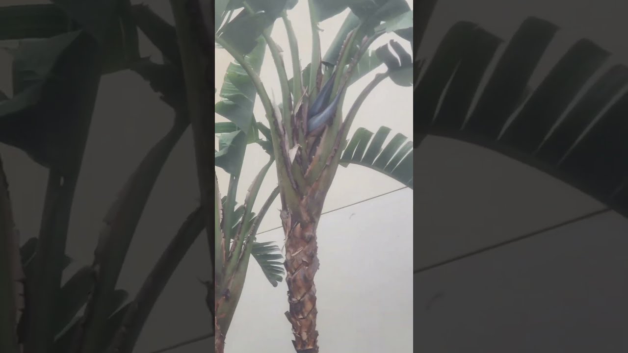 NEW Pathway Plant Pots On The Back Side Of RH Gallery Building Fashion Island California 6 4 2025
