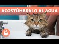 ¿Cómo ACOSTUMBRAR a un GATO a BAÑARSE? 🐈🛁 (4 Consejos)