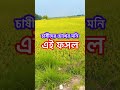 চাষীদের বড় স্বপ্ন তাদের ফসল সেটা বাড়ি নিয়ে যেতে পারলেই তারা সার্থক ভালো থাকবেন সবাই#চাষ_পদ্ধতি #চ