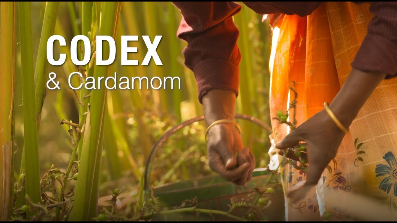 Codex & Cardamom