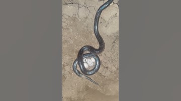rắn hổ hành ôm trứng trong đêm #rắnhổhành #cobra #snake #rắn