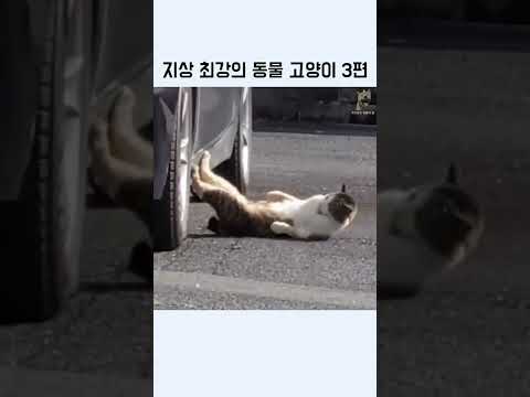 지상 최고의 동물 고양이 귀여운영상 출퇴근 힐링 영상 #고양이 #냥아치
