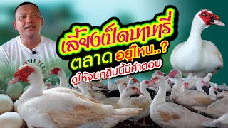 เลี้ยงเป็ดบาบารี่ ตลาดอยู่ไหน ดูให้จบคลิปนี้มีคำตอบ